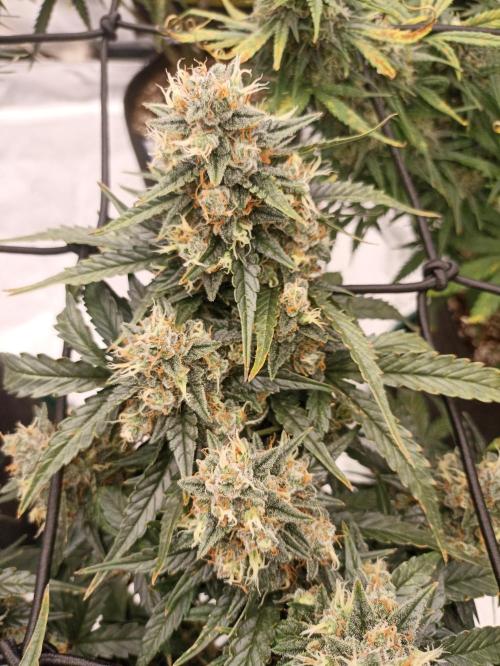 🐺 Dognabis#19A 🐺. Week 11