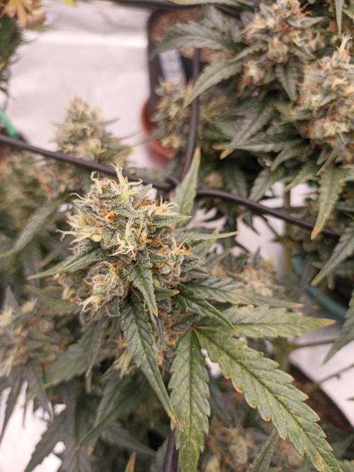 🐺 Dognabis#19A 🐺. Week 11