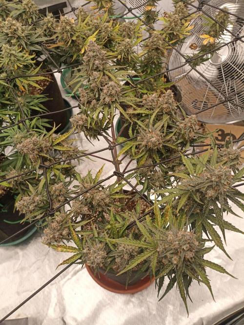 🐺 Dognabis#19A 🐺. Week 11