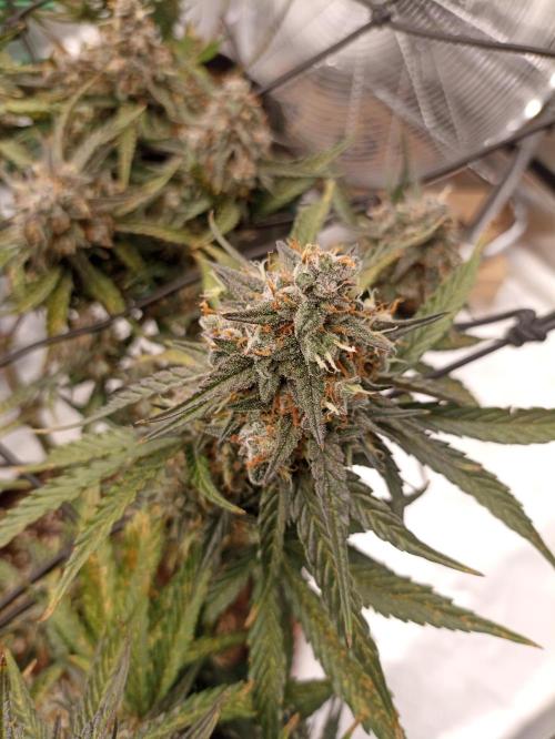 🐺 Dognabis#19A 🐺. Week 11