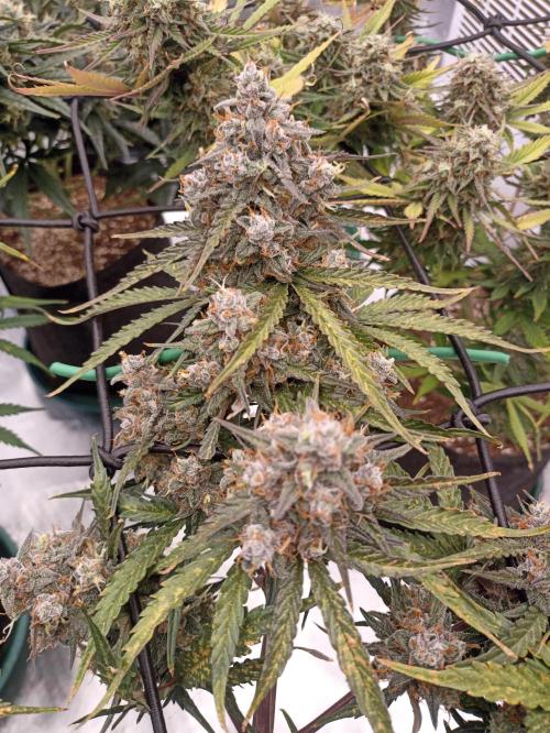 🐺 Dognabis#19A 🐺. Week 11