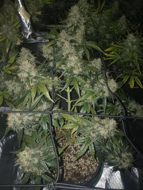 🐺 Dognabis#19A 🐺. Week 11