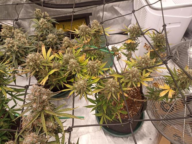 🍓 Strawberry Cheesecake Auto 🍰. Week 11