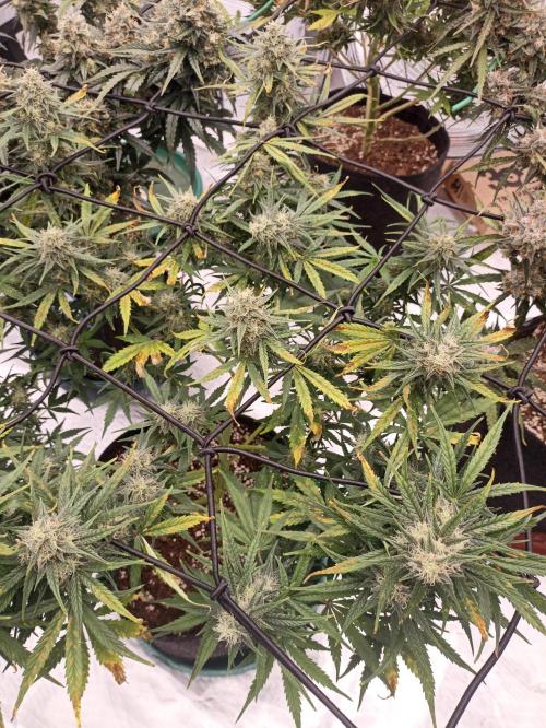 🍓 Strawberry Cheesecake Auto 🍰. Week 11