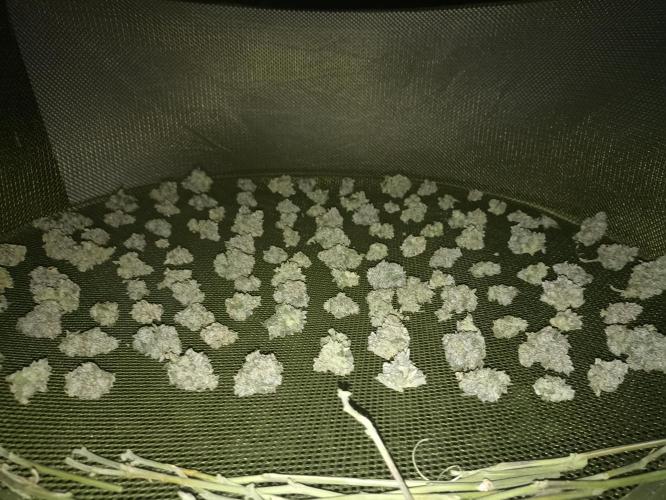 🍍 Pineapple Express Auto 🍍. Week 11