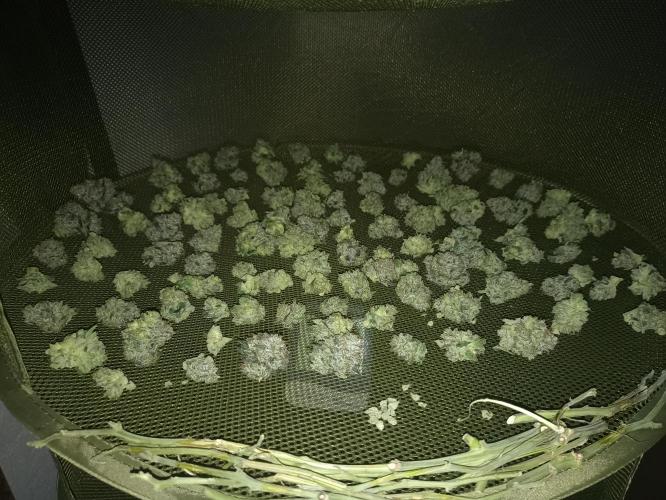 🍍 Pineapple Express Auto 🍍. Week 11