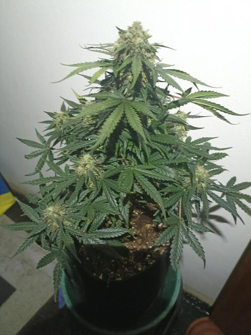 🍍 Pineapple Express Auto 🍍. Week 11