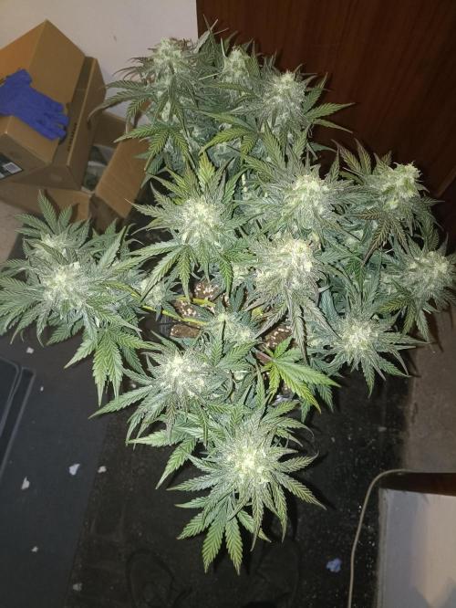 🍍 Pineapple Express Auto 🍍. Week 11