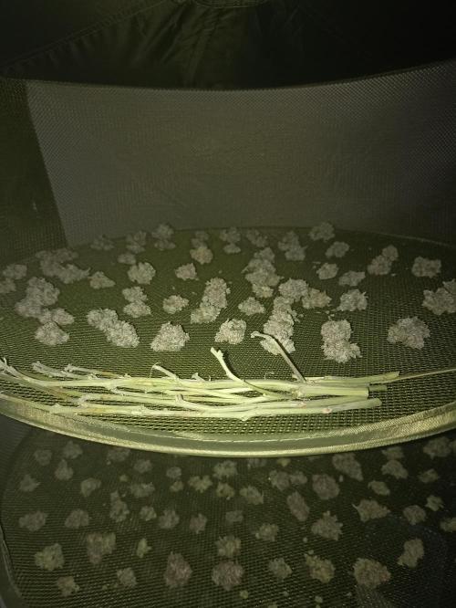 🍍 Pineapple Express Auto 🍍. Week 11