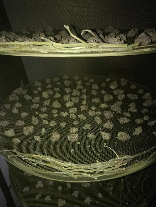 🍍 Pineapple Express Auto 🍍. Week 11