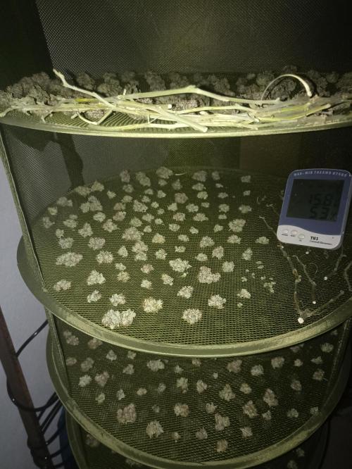 🍍 Pineapple Express Auto 🍍. Week 11