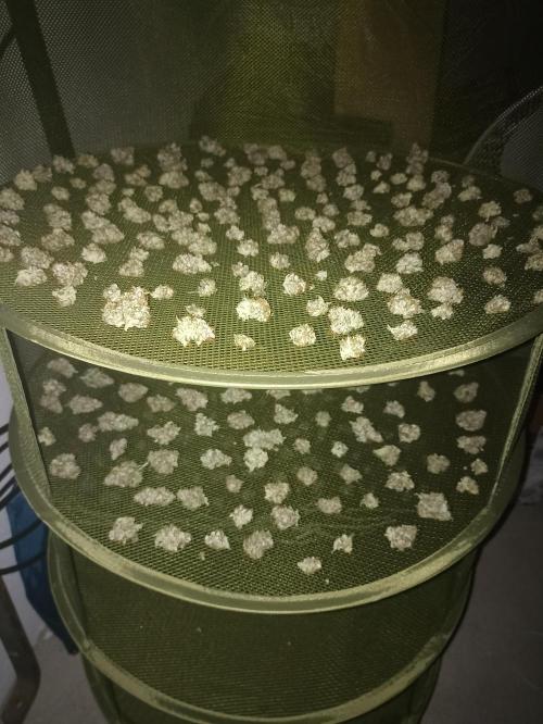 🍍 Pineapple Express Auto 🍍. Week 11