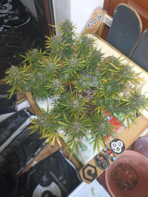 🍓 Strawberry Cheesecake Auto 🍰. Week 12