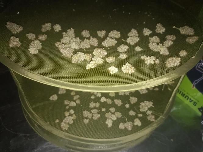 🍓 Strawberry Cheesecake Auto 🍰. Week 12