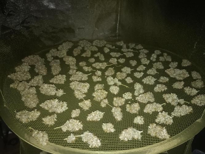 🍓 Strawberry Cheesecake Auto 🍰. Week 12