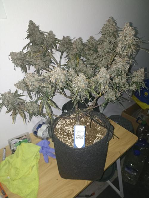 🐺 Dognabis#19A 🐺. Week 12