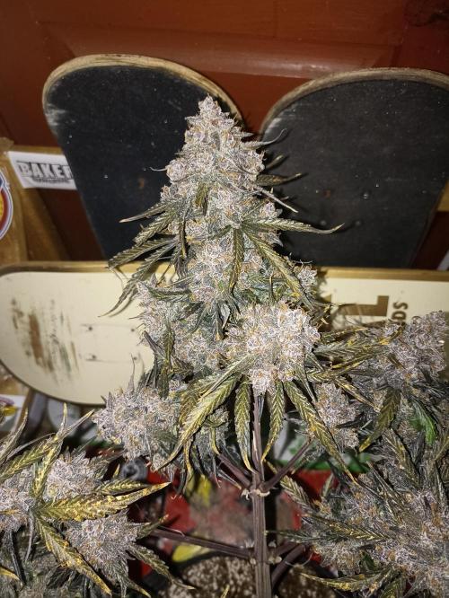 🐺 Dognabis#19A 🐺. Week 12