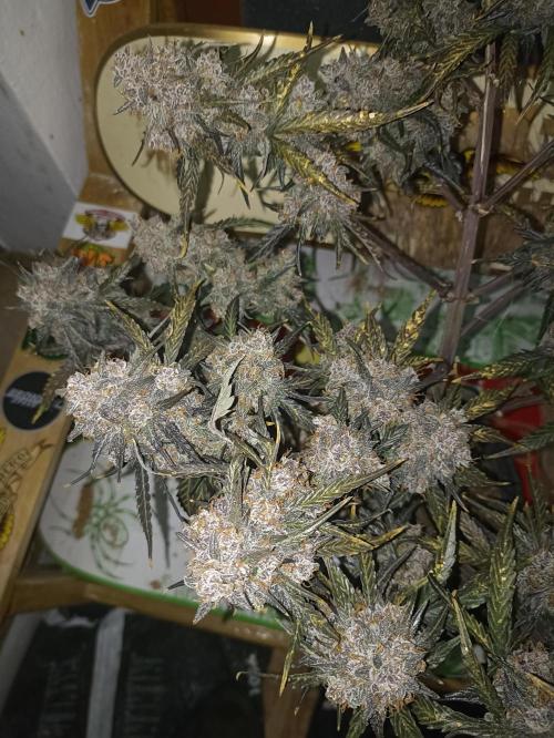 🐺 Dognabis#19A 🐺. Week 12