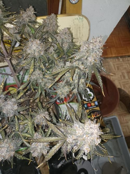 🐺 Dognabis#19A 🐺. Week 12