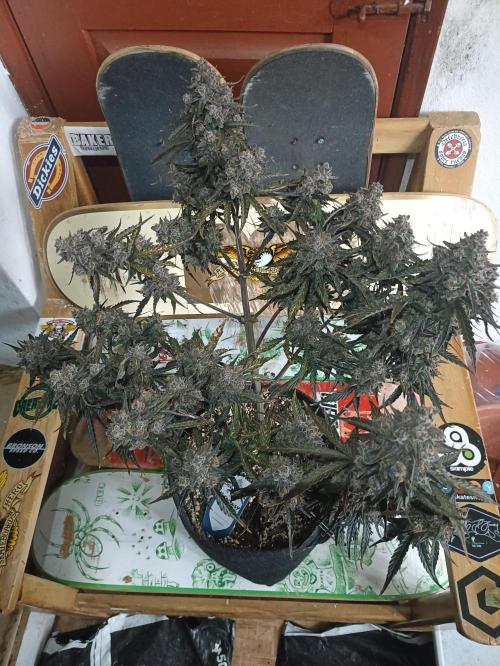 🐺 Dognabis#19A 🐺. Week 12