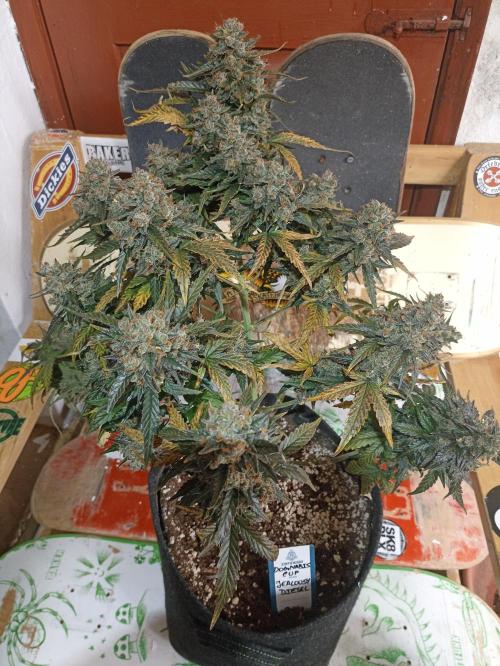 🐺 Dognabis#19A 🐺. Week 12