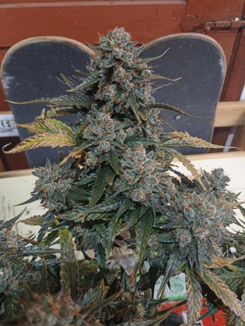 🐺 Dognabis#19A 🐺. Week 12