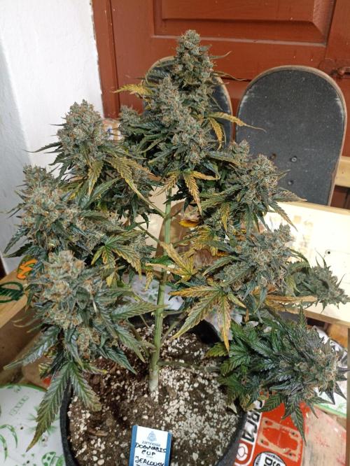 🐺 Dognabis#19A 🐺. Week 12