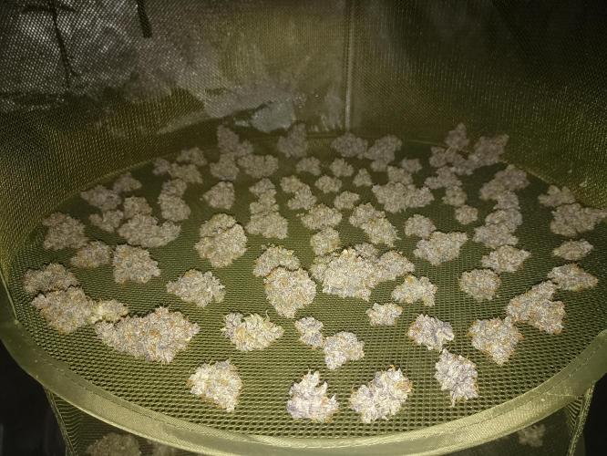 🐺 Dognabis#19A 🐺. Week 12