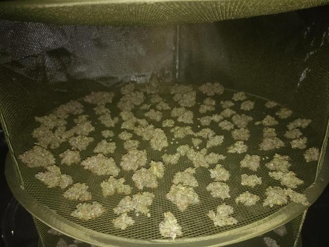 🐺 Dognabis#19A 🐺. Week 12