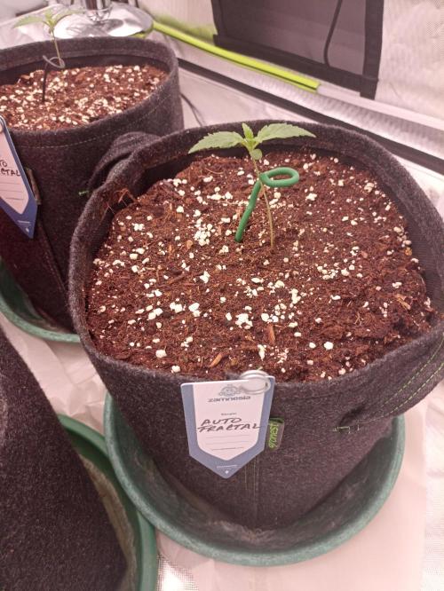 AntiDep F. Week 2