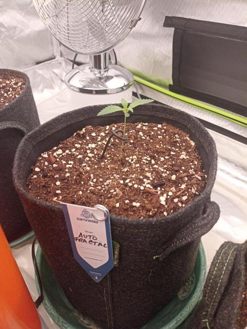 AntiDep F. Week 2