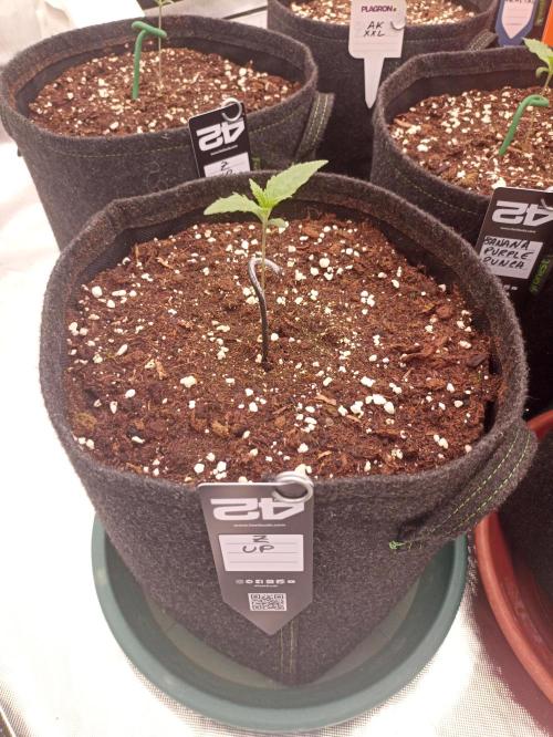 AntiDep Z. Week 2