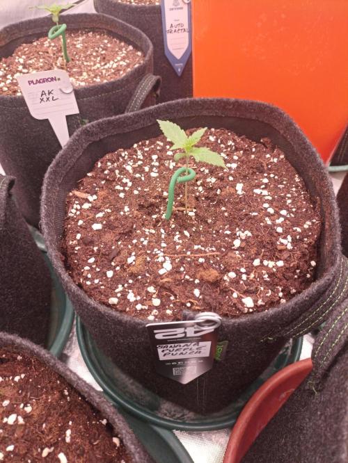 AntiDep Z. Week 2