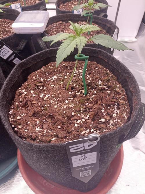 AntiDep Z. Week 3