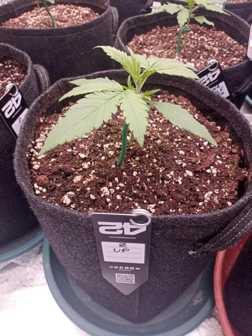 AntiDep Z. Week 3