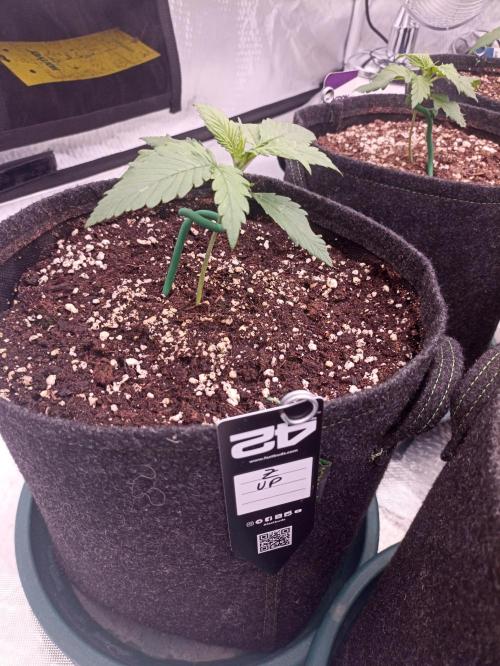 AntiDep Z. Week 3