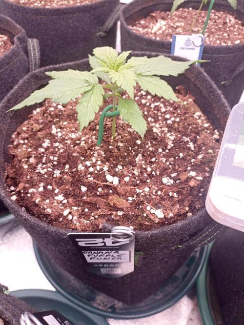 AntiDep Z. Week 3
