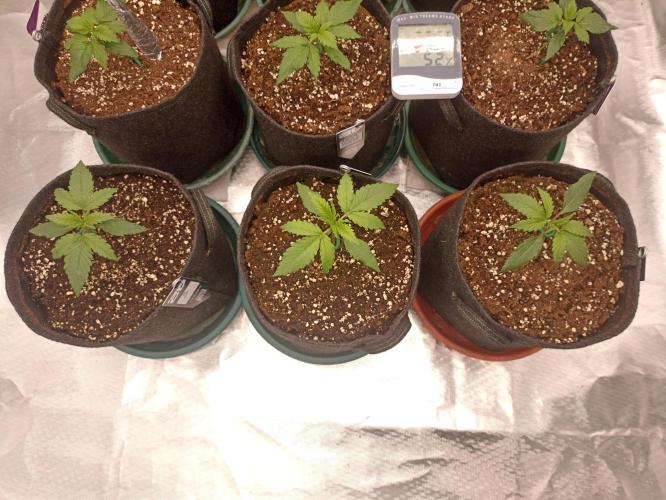 AntiDep Z. Week 3