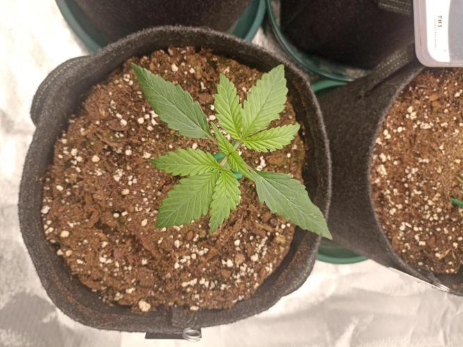AntiDep Z. Week 3
