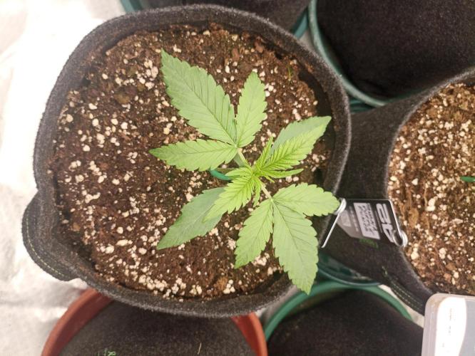 AntiDep Z. Week 3