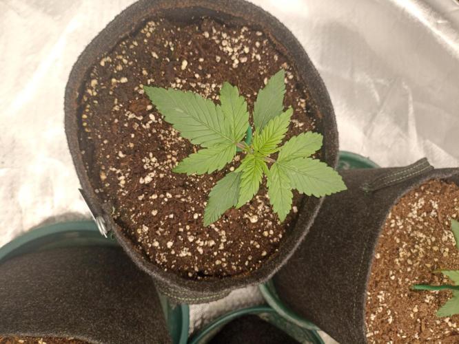 AntiDep Z. Week 3