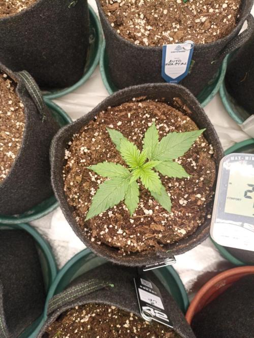 AntiDep Z. Week 3