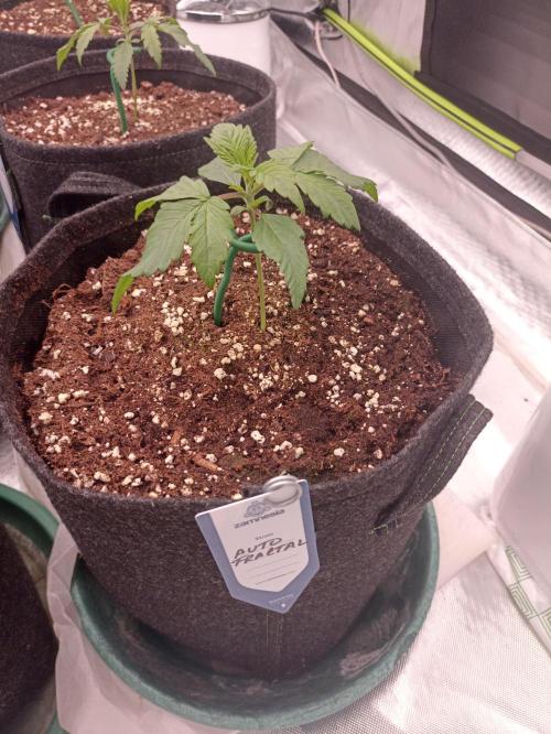 AntiDep F. Week 3