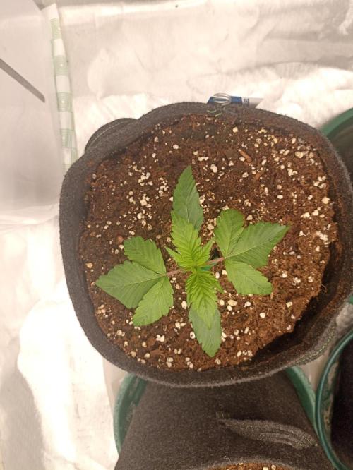 AntiDep F. Week 3