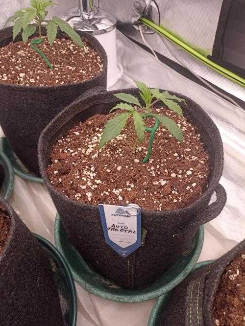 AntiDep F. Week 3
