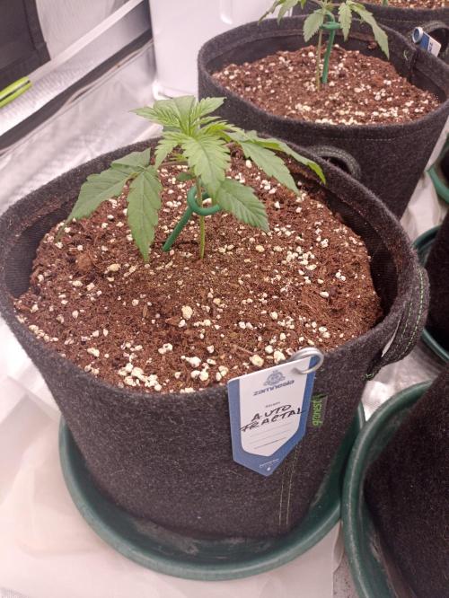 AntiDep F. Week 3