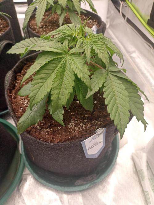 AntiDep F. Week 4