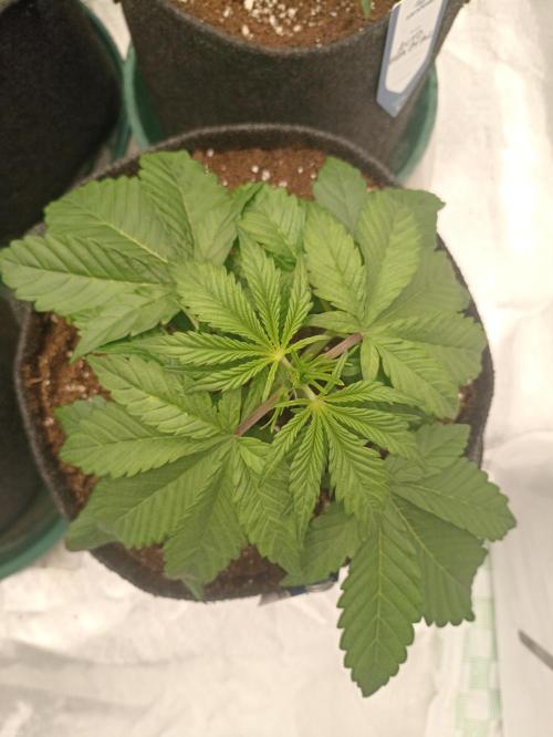 AntiDep F. Week 4