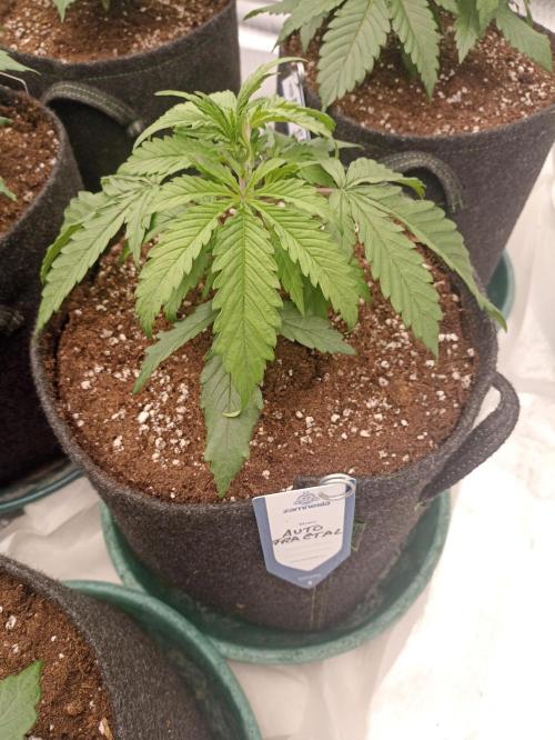 AntiDep F. Week 4