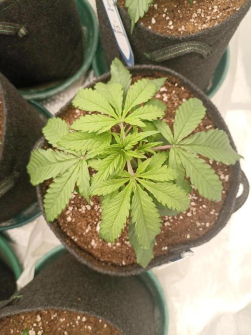 AntiDep F. Week 4